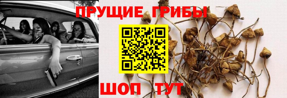 Галлюциногенные грибы GOLDEN TEACHER  Вход с VPN  закладка  Михайловск  Псилоцибиновые грибы Magic Shrooms 